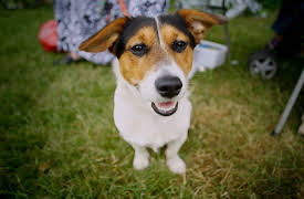 The Wonder of Dogs: All Shapes and Sizes
