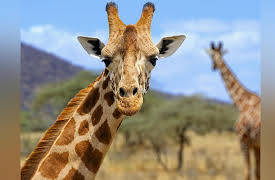 The Great Tours: African Safari: Giants of the African Bush