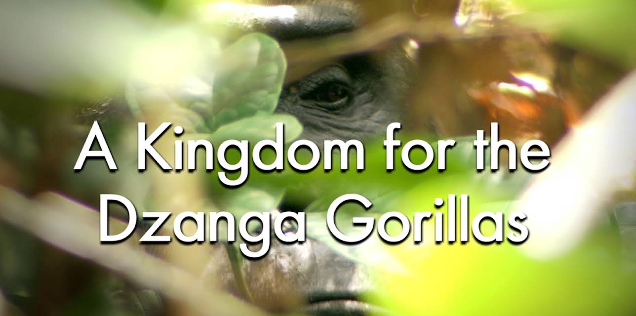 A Kingdom For The Dzanga Gorillas
