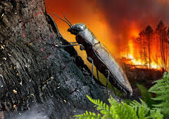 Aus der Asche - Was kommt nach dem Waldbrand?