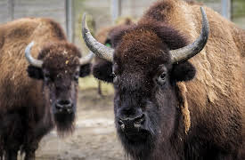 The Zoo Season 1: Walk on the Wild Side