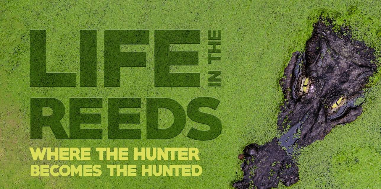 Life in the Reeds Where the Hunter Becomes the Hunted (2015)