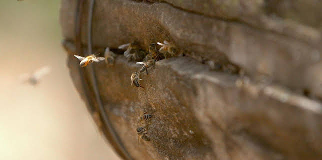 03:55: Die Bienenflüsterer | Arte | 11/17 2025