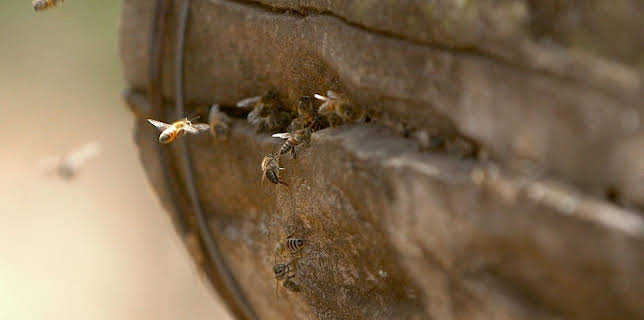 Die Bienenflüsterer