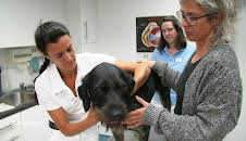 Die Tierärzte - Retter mit Herz (42)