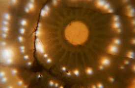 First Contact: An Alien Encounter: The Planet Responds