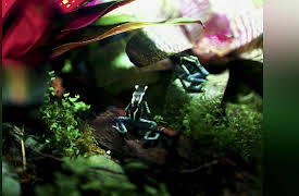 Scaled Season 1: Poison Dart Frog Family
