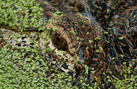 Swamp People Season 1: Cannibal Gator