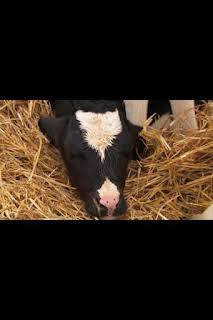 22:35: El increíble doctor Pol: Feliz Navidad | Nat Geo Wild | 3/29 2026