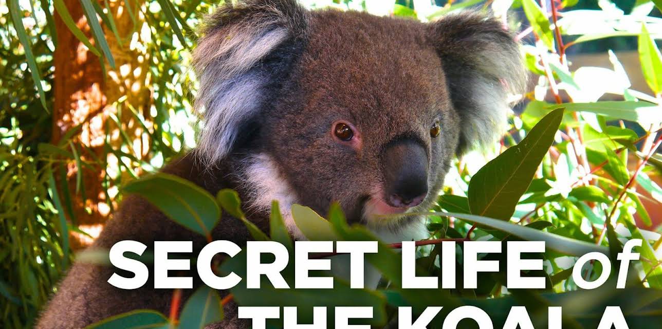 Secret Life Of The Koala