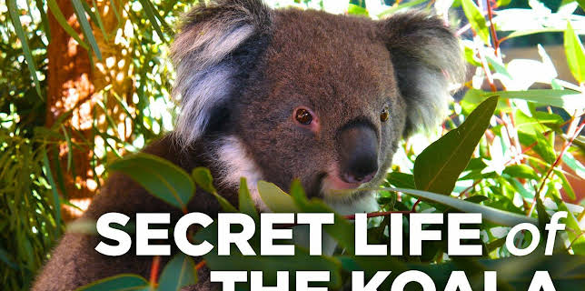 Secret Life Of The Koala