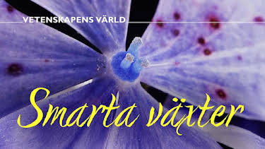 20:00: Vetenskapens värld: De smarta växterna | SVT2 | 7/13 2026