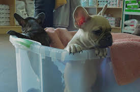 Dr. Barry, Season 1: Cycle of Life