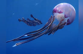 Wild Israel: Red Sea Wilderness