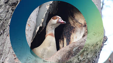 04:30: planet e.: Die Nilgans-Plage | ZDF | 8/27 2026
