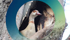planet e.: Die Nilgans-Plage