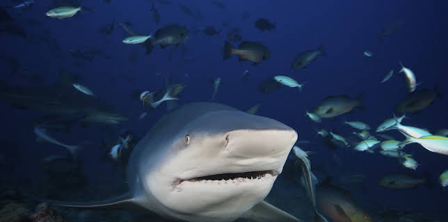 23:00: I Was Prey (S2 E13) (S2) | Animal Planet | 11/13 2025