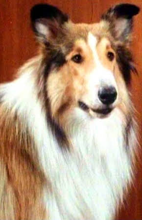 Lassie as 