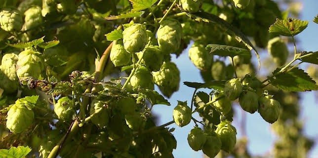 10:00: Genuss mit Zukunft | HR Fernsehen | 12/28 2025