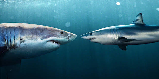 18:35: Clash of Killers - Begegnung der Giganten | ProSieben Maxx | 12/25 2025