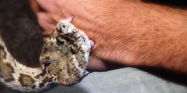 9:00 PM: I Was Bitten (S1 E2) (S1) | Dmax | 11/8 2025