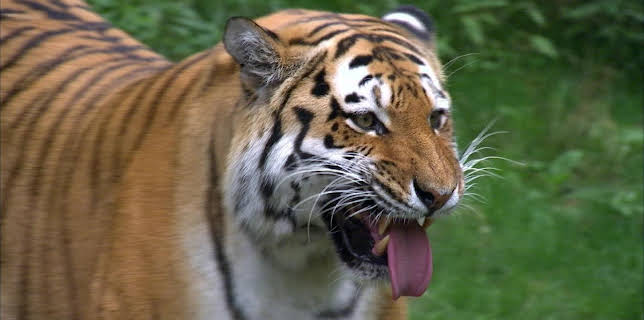 14:25: Elefant, Tiger & Co. (221) | MDR Fernsehen | 12/22 2025