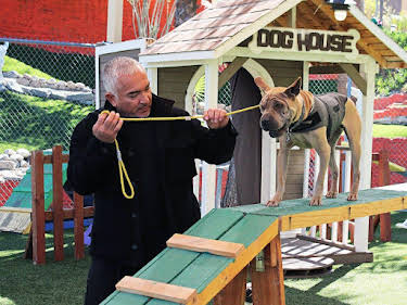 06:45: Cesar Millan: Better Human Better Dog - Bessere Menschen, bessere Hunde | Sixx | 6/21 2026