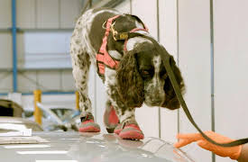 Dog Detectives: Dedication