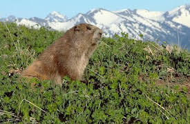 Absurd Planet: Fights, Camera, Action!