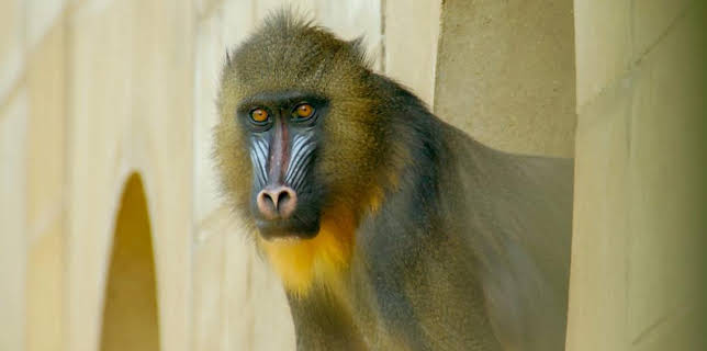 12:40 PM: Go Wild (S2) | Cbeebies | 2/27 2026