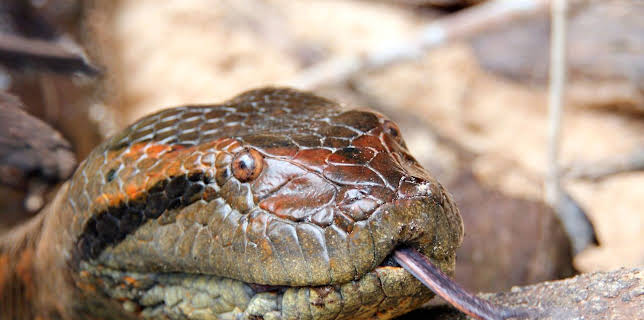 20:15: Big Five Südamerika (1) | RBB Fernsehen | 2/22 2026