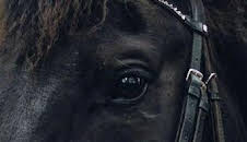 Equitation: Jumping International de Bordeaux