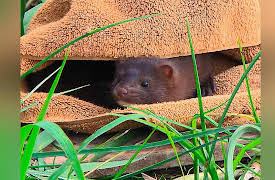 City Wildlife Rescue: Release of the Mink