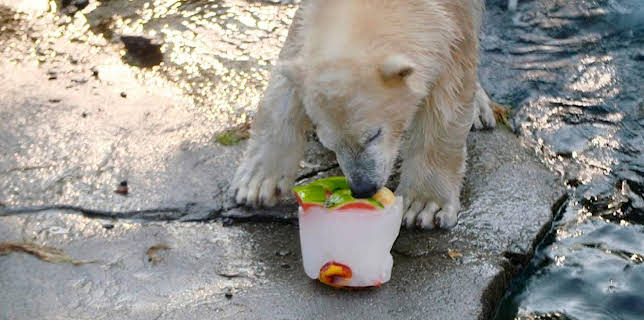 17:10: Seelöwe & Co. - tierisch beliebt (22) | Radio Bremen | 1/30 2026