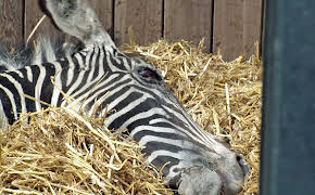 Elefant, Tiger & Co.