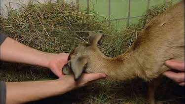 10:15: Giraffe, Erdmännchen & Co. | RBB Fernsehen | 3/30 2026