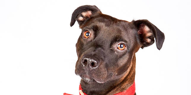 7:55 PM: The Dog House | More 4 | 1/23 2026