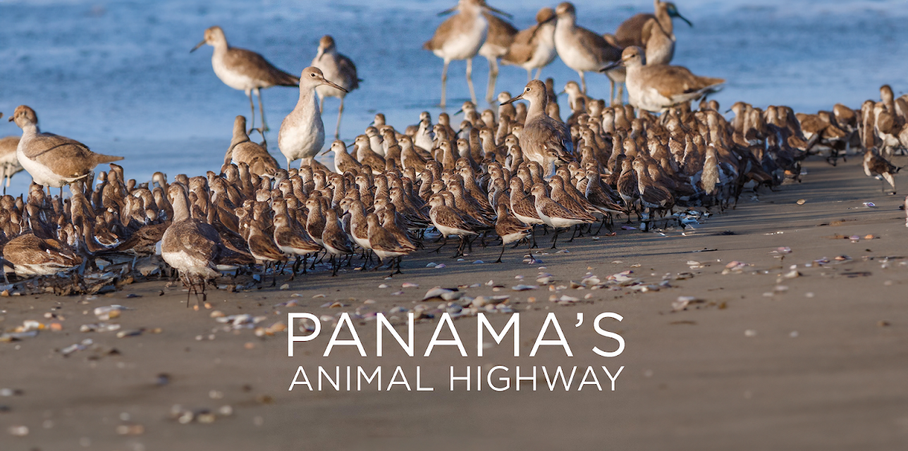 Panama's Animal Highway (2017)