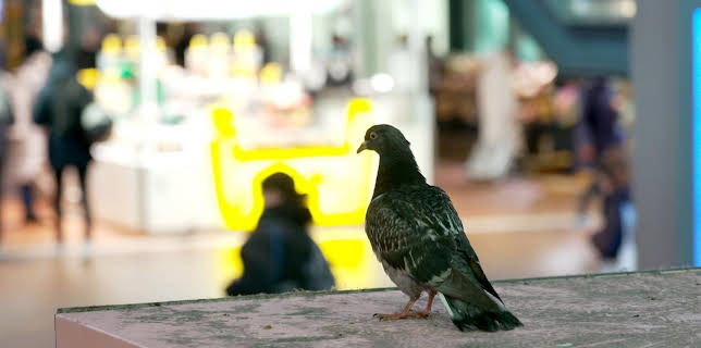 18:15: Die Nordreportage: Tauben in der Großstadt | NDR Fernsehen | 11/3 2025