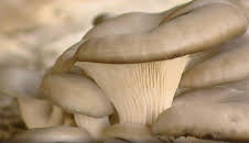 The A to Z of TV Gardening