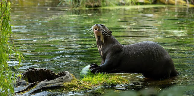 12:40 PM: Go Wild (S1) | Cbeebies | 12/28 2025