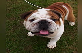 Going to the Dogs: Judgement Day
