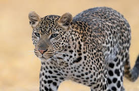 The Lions Rule: Death in the Glade