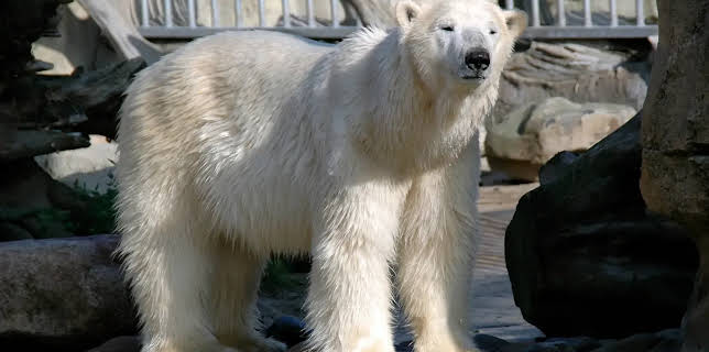 17:10: Seehund, Puma & Co. | Radio Bremen | 2/18 2026