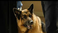 Hudson y Rex (T5): Ep.12 El club de las vidas perdidas