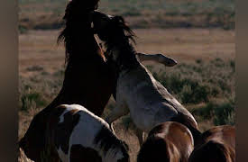 Untamed Americas Season 1: Deserts