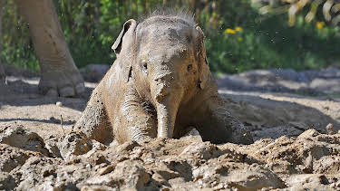 13:50: Neues aus dem Münchner Tierpark Hellabrunn | WDR Fernsehen | 11/6 2026