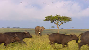 17:30: Afrikas Ikonen der Tierwelt (3/3) | 3SAT | 5/29 2026