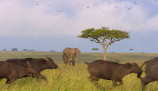 Afrikas Ikonen der Tierwelt (3/3)