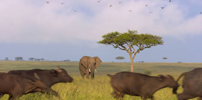 05:30: Afrikas Ikonen der Tierwelt (3/3) | 3SAT | 11/10 2025